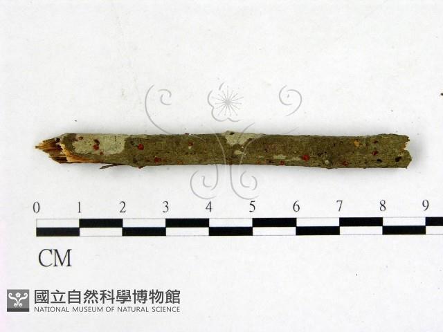 登錄號:F0015529藏品圖，第3張
