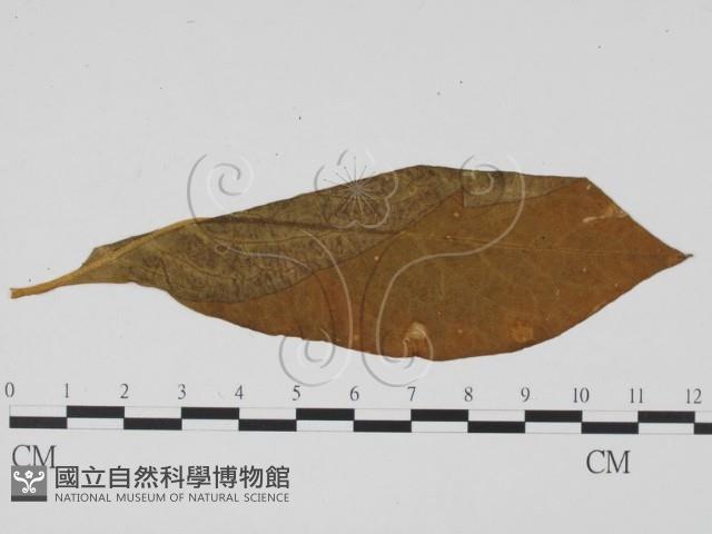 登錄號:F0019529藏品圖，第3張