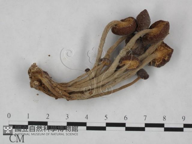 登錄號:F0023529藏品圖，第3張