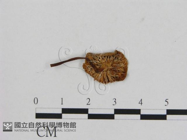 小菇屬藏品圖，第3張