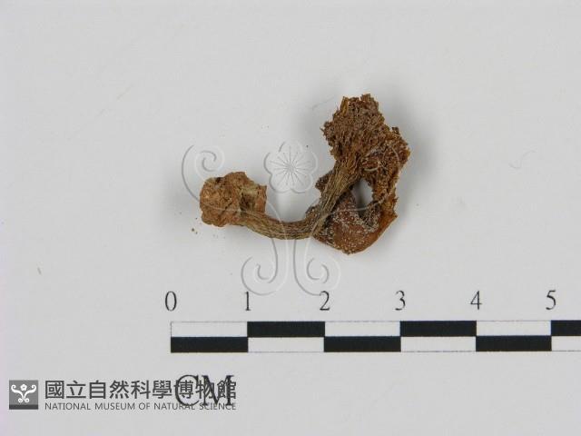 濕傘屬藏品圖，第3張