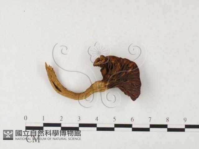 登錄號:F0026129藏品圖，第3張