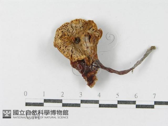 登錄號:F0011129藏品圖，第3張