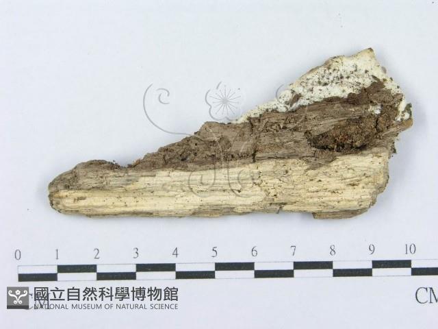 射脈菌屬藏品圖，第3張