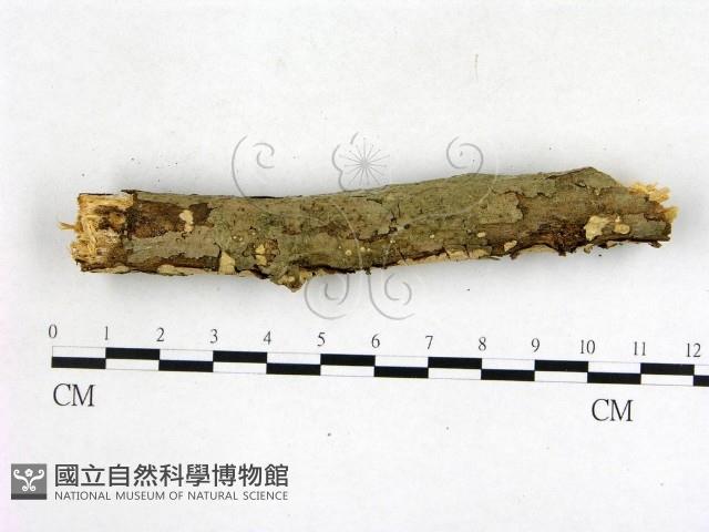 登錄號:F0003129藏品圖，第3張