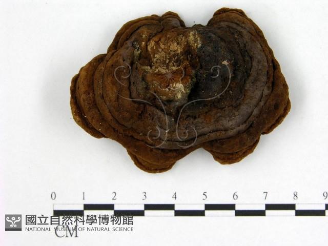 登錄號:F0010029藏品圖，第3張