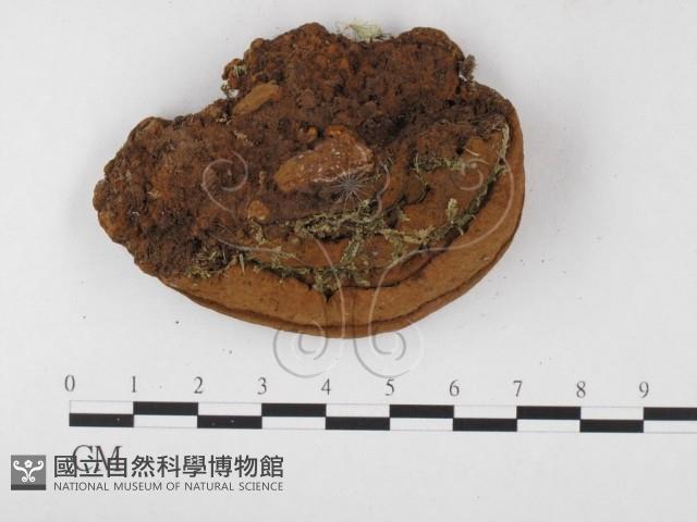 木層孔菌屬藏品圖，第3張