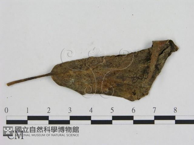 小菇屬藏品圖，第3張