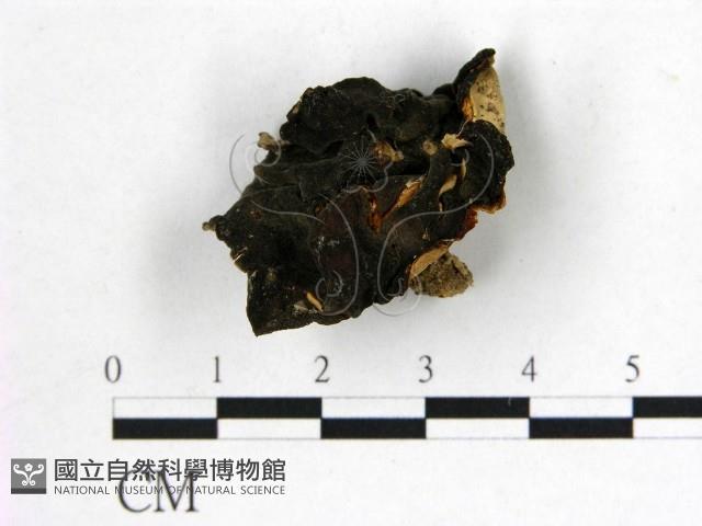 登錄號:F0021029藏品圖，第3張