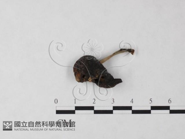 登錄號:F0024029藏品圖，第3張