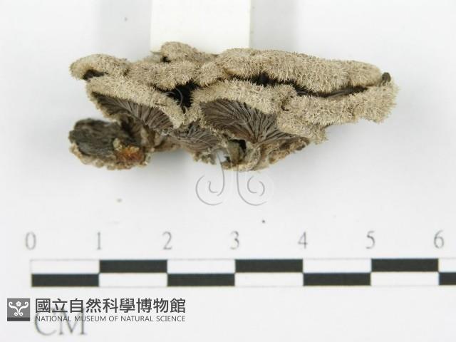裂褶菌藏品圖，第3張