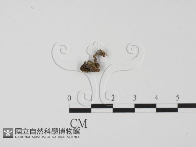 登錄號:F0022029藏品圖，第3張