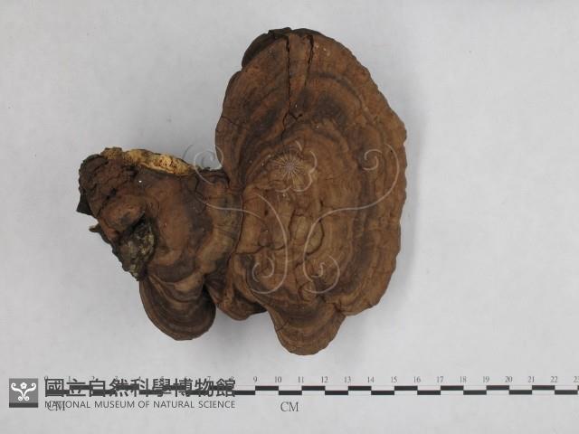 登錄號:F0012029藏品圖，第1張