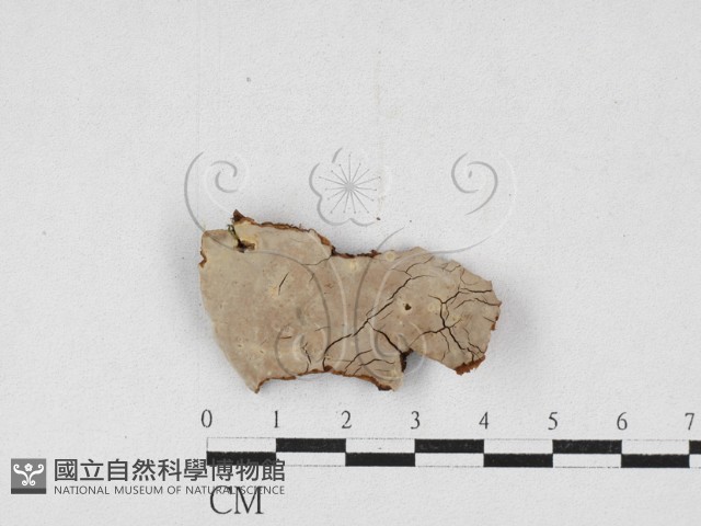 登錄號:F0027029藏品圖，第3張