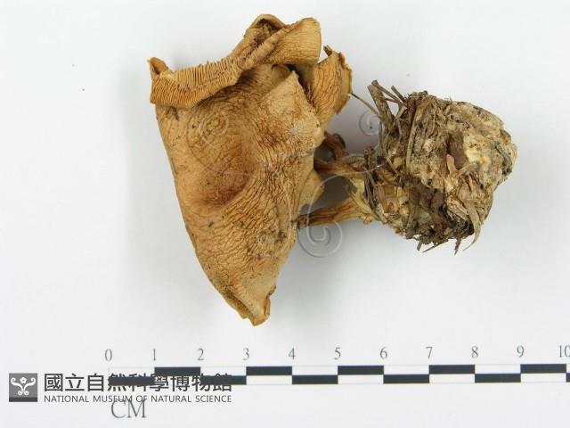 登錄號:F0017029藏品圖，第3張