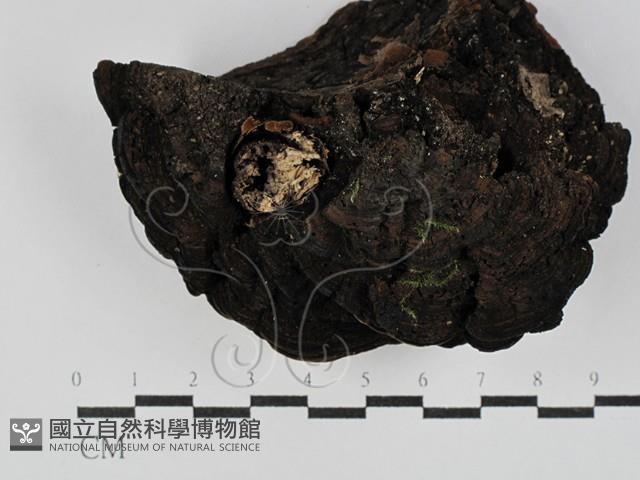 登錄號:F0025029藏品圖，第3張