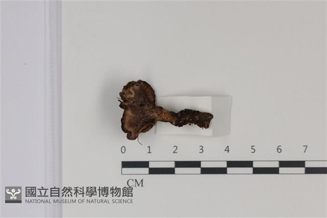 登錄號:F0035029藏品圖，第3張