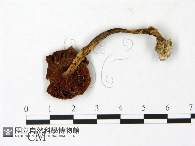 登錄號:F0023029藏品圖，第3張