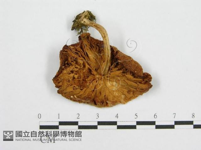 登錄號:F0003029藏品圖，第3張