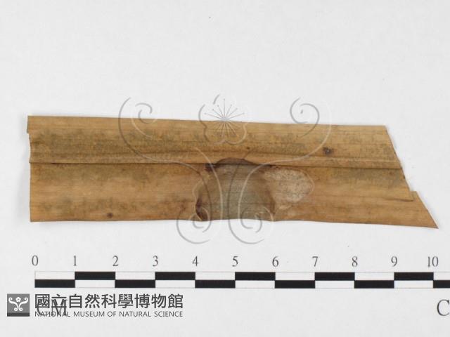 登錄號:F0026329藏品圖，第1張
