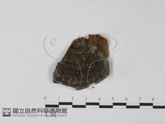 雲芝藏品圖，第3張