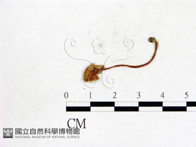 登錄號:F0016329藏品圖，第3張