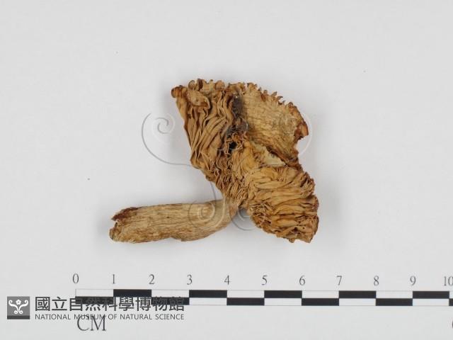 登錄號:F0024329藏品圖，第3張