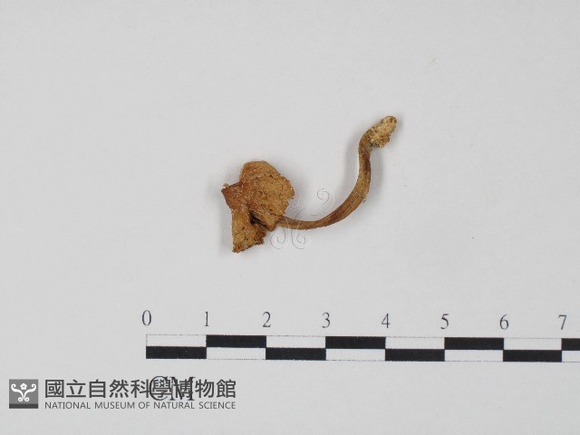 登錄號:F0004329藏品圖，第3張