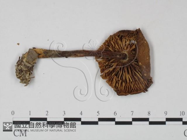 登錄號:F0022329藏品圖，第3張
