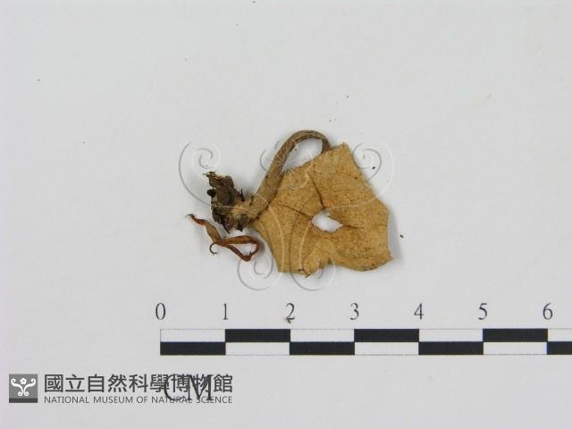 登錄號:F0002329藏品圖，第3張