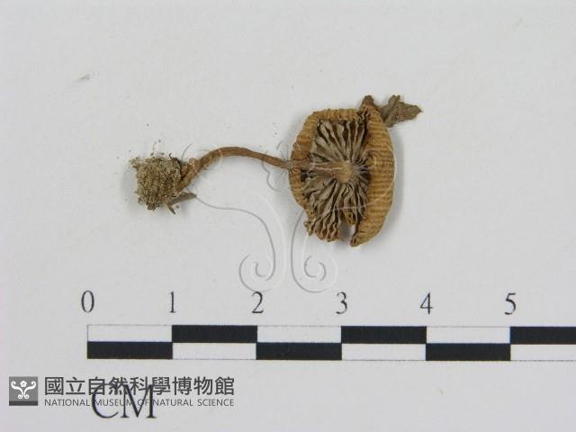 乳菇屬藏品圖，第3張