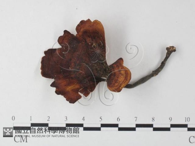 相鄰小孔菌藏品圖，第3張