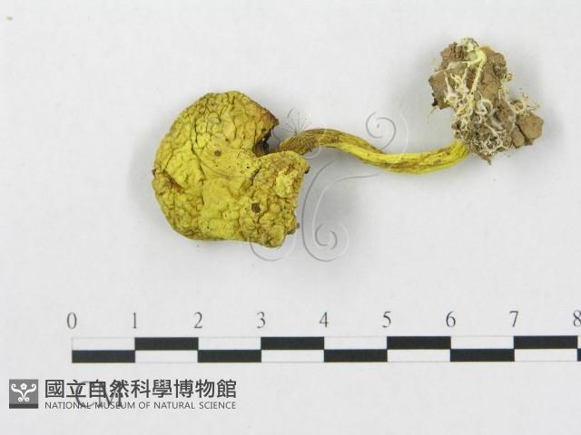 登錄號:F0003329藏品圖，第3張