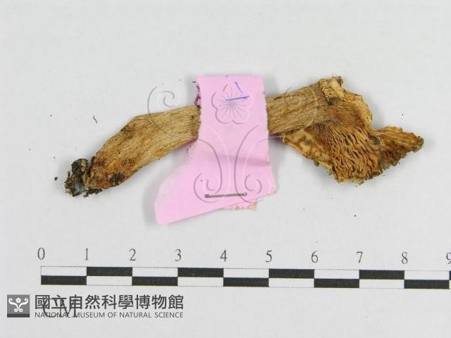 登錄號:F0013329藏品圖，第3張