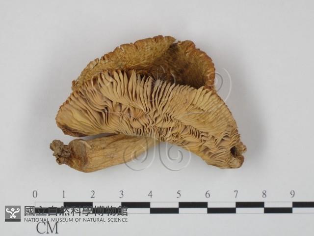 登錄號:F0020209藏品圖，第3張
