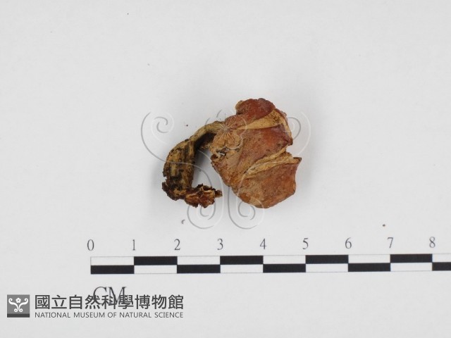 登錄號:F0024209藏品圖，第3張