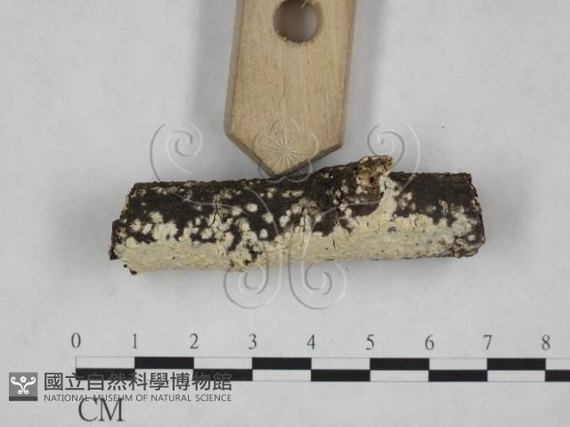 登錄號:F0025209藏品圖，第3張