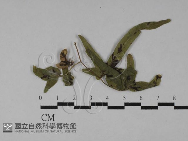 登錄號:F0028809藏品圖，第1張