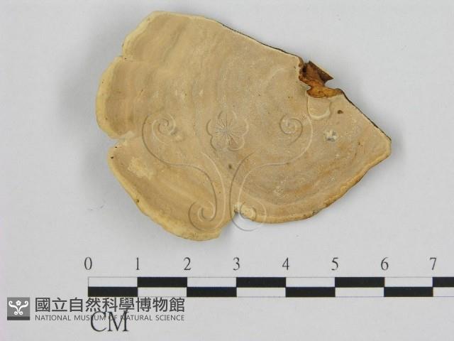 相鄰小孔菌藏品圖，第3張