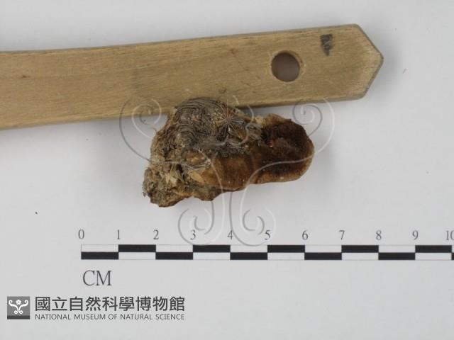 登錄號:F0018809藏品圖，第3張