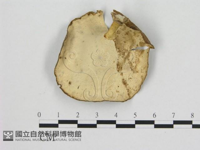 黄柄小孔菌藏品圖，第3張