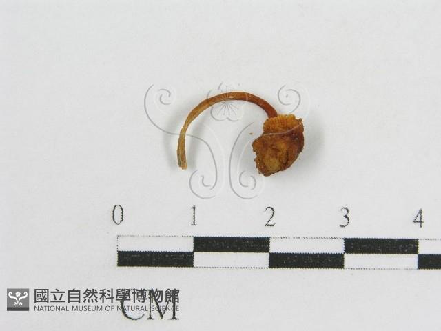 登錄號:F0010809藏品圖，第3張