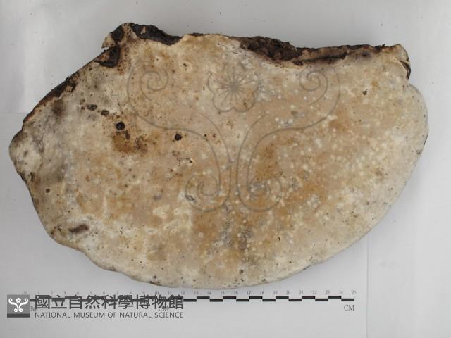 登錄號:F0030809藏品圖，第3張