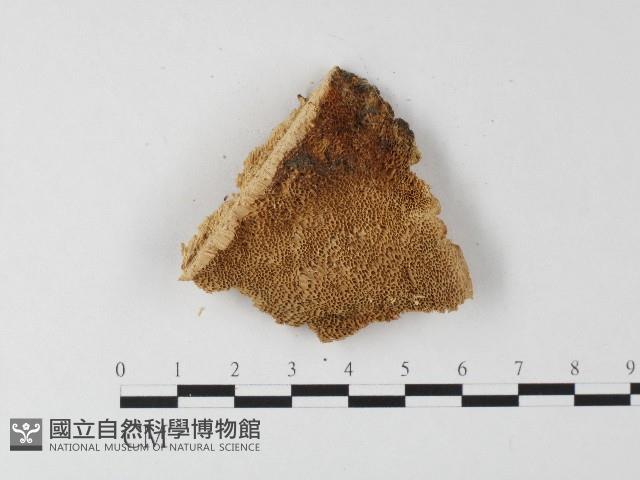 登錄號:F0006809藏品圖，第3張