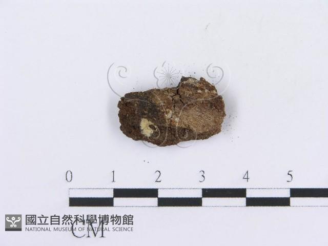 登錄號:F0016809藏品圖，第3張