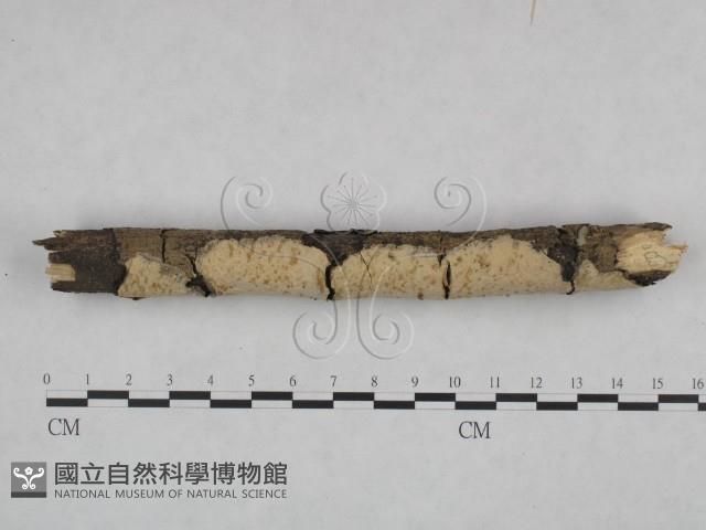 登錄號:F0021809藏品圖，第3張