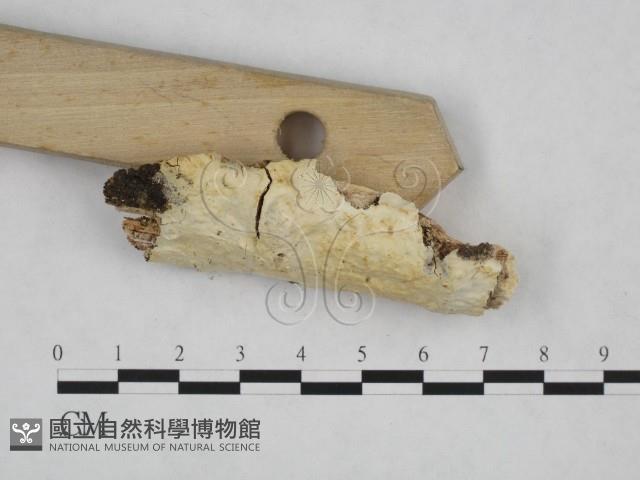 登錄號:F0024809藏品圖，第3張