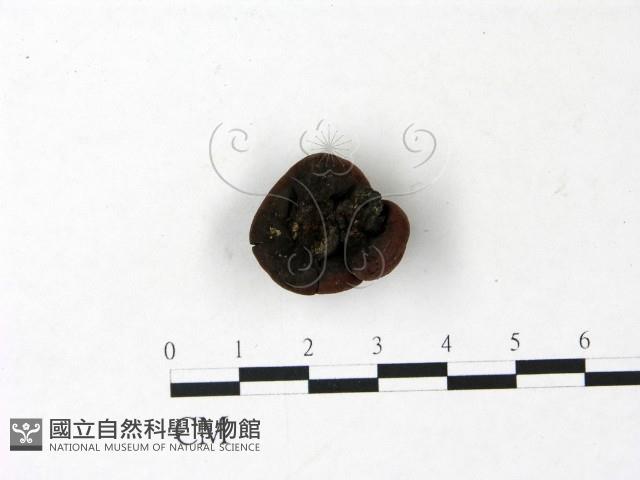 登錄號:F0022809藏品圖，第3張