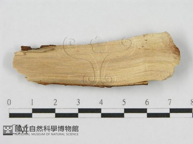 登錄號:F0012809藏品圖，第3張