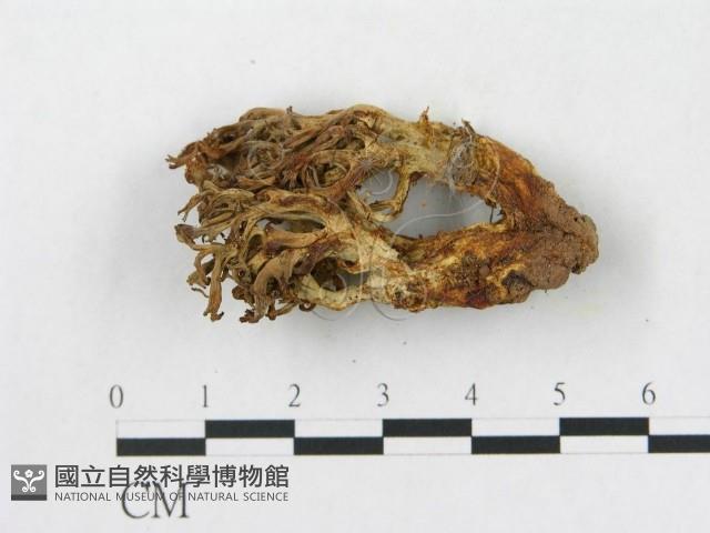 登錄號:F0007809藏品圖，第3張